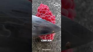 Why You Should CRUSH Them Immediately!?