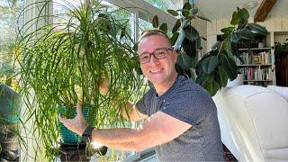 Ponytail Palm Care (Light, Water, Soil, Fertilizer, Pot Types, and brown tips and yellow leaves)