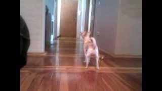 Singing dog. Chihuahua. Чихуахуа поет