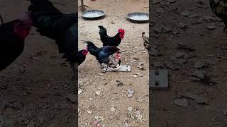 The identification is complete, those who say chickens are smart, please stand up