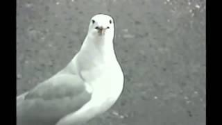 Клювожор