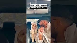 Dog solves really hard math question…  #dogs #cockapoo #dogsofshorts