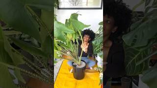 Epic Re-Pot Fail!!!! #plants #plantlover #indoorplants #houseplants #alocasia #alocasiazebrina