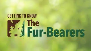 Get To Know The Fur-Bearers