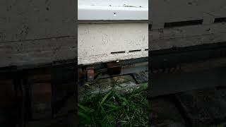 Спасибо за весы #бакфаст #bee #пчеловодство