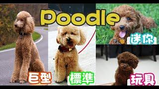 貴賓犬或是貴婦狗?? Poodle究竟有多種Size??