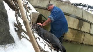 Ct otter caught on the trapline