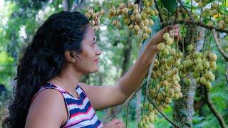 The amazing taste in august |rambai|gaduguda| ගඩුගුඩා එක්ක වට්ටක්කා..?   |Poorna - The nature girl |