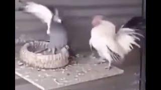 A Pigeon and a Rooster Get Into a Fight