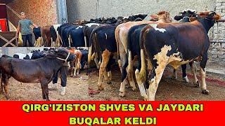 SHVES VA JAYDARI BUQALAR 91-739-23-13 / 90-589-41-57 KELDI ARZONCHIGA