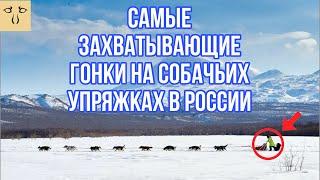 ВСЕ ГОНКИ НА СОБАЧЬИХ УПРЯЖКАХ В РОССИИ | ЕЗДОВОЙ СПОРТ