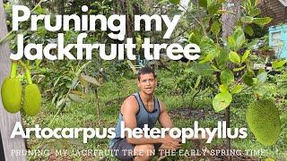 Pruning my Jackfruit tree | Artocarpus heterophyllus