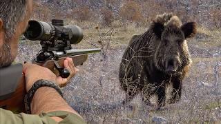 DANGEROUS MONSTER BOARS: 42 Unbelievable Shots in 21 Minutes! (TOP HUNTS)