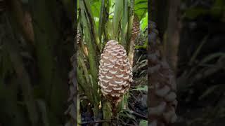 Zingiber zerumbet #shampoo #natural #nature #unik #langka