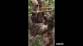 Sloths live in the tropical forests of Central and South America.