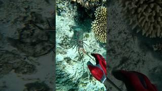 Grabbing lobsters in crystal clear water