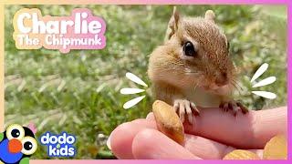 Tiny Chipmunk Gives The Best High Fives! | Dodo Kids