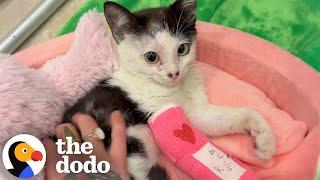 Woman Takes In A Tiny Shelter Kitten After LA Wildfires | The Dodo