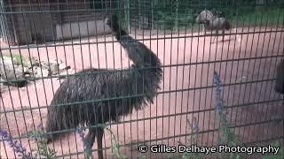 Emu Klang (Sound) - Chemnitz Zoo 2024