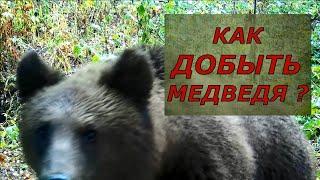 Как добыть медведя? 10 важных советов охотнику!