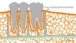 Alveolar Bone- Structure