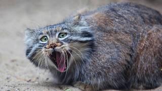 Meet the Fluffiest Wild Cat Manul: All About Pallas's Cats!