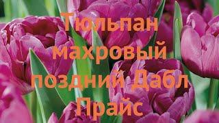 Тюльпан махровый Дабл Прайс (tulipa double price)  обзор: как сажать, луковицы тюльпаны Дабл Прайс