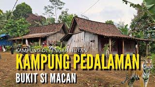 KAMPUNG PEDALAMAN DI TENGAH HUTAN BANYUWANGI I KEHIDUPAN DI PEDESAAN KAMPUNG BUKIT SI MACAN