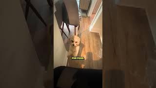 Puppy Begging For Food 