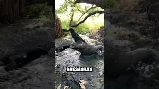 Самый сильный укус в мире — кто его хозяин? КАЙМАН