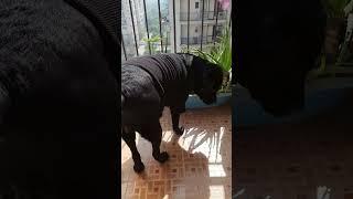 kabootar chor hai ye dog  #youtubeshorts #labrador #dog #funny #short