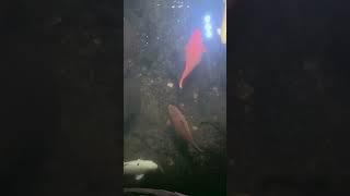 The red carp is the eternal god. #koi #goldfish #freshwater #fish #doitsu #fishtank #selling