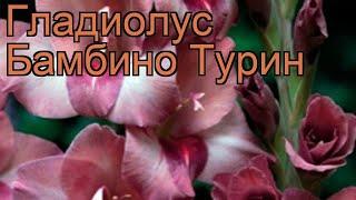 Гладиолус бамбино Турин (gladiolus)  гладиолус Турин обзор: как сажать рассада гладиолуса Турин