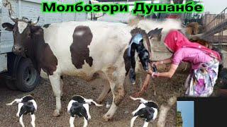 Di pasar sapi melahirkan , Гов дар Молбозори Душанбе тавалуд мекунад