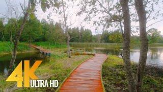 4K Walking in the Rain Lithuania - Virtual Walk through a Forest with Nature Sounds