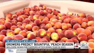 VIDEO: ‘This is your year to get them’: SC peach growers expect good crop