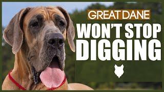 How To Stop Your GREAT DANE DIGGING