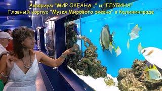 Аквариум "МИР ОКЕАНА..." и "ГЛУБИНА". Главный корпус "Музея Мирового океана". Калининград, ДЕНЬ 2.