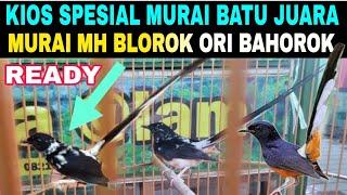 KIOS SPESIAL (MURAI BATU JUARA) HARGA SDH TIDAK SEMAHAL DULU DI PASAR BURUNG PRAMUKA HARI INI