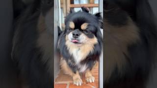Cute Chihuahua #animals #pets #cutepets #dog #lulu #drawing #dog #shorts #short #cat