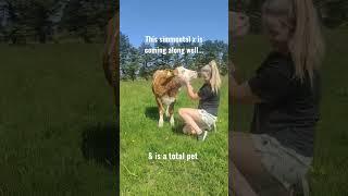 Really happy with how this bullock is doing #farm #farming #simmental #calves #farmlife