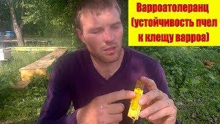 Варроатолеранц (устойчивость пчел к клещу варроа) VSH Бакфаст - Михаил Гращенко Пасека 1000+