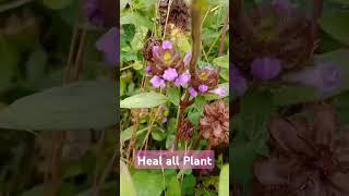 Prunella vulgaris (Heal all, Family Lamiaceae=mint family) . For inflammation,  common cold..