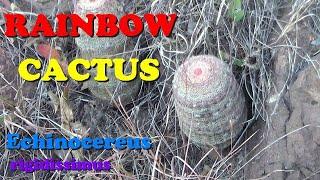 Plant Traveller: Rainbow Cactus Echinocereus rigidissimus in habitat