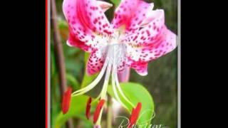 Lilia wspaniala Rubrum / Lilium speciosum 388