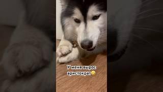 А как ваша собака ест? #собака #хаски #shorts