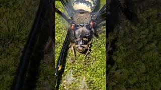 The battle between the forest spider and the bombardier beetle | #bombardier