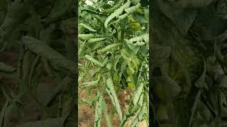скручиваются листья томата