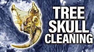 Cleaning a SKULL in a TREE!