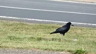 havran polní (Corvus frugilegus) havran čierny/rook /Saatkrähe /Gawron/Грач